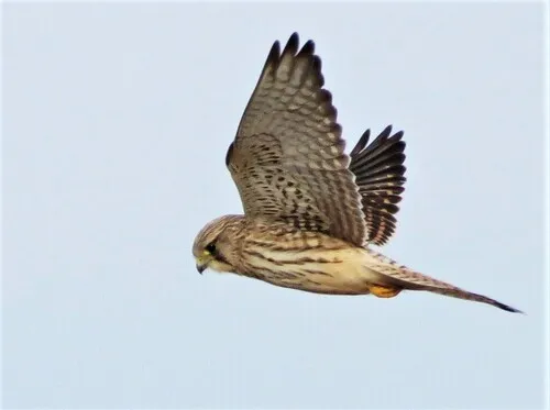 Eurasian Kestrel