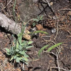 Howell's rockcress thumbnail 4