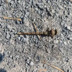 Ocellated Darner thumbnail 3