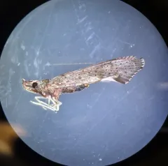 Red-fanned Planthopper thumbnail 4