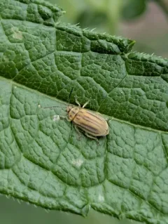 Boneset Leaf Beetle thumbnail 4