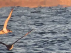 Scopoli's Shearwater thumbnail 4