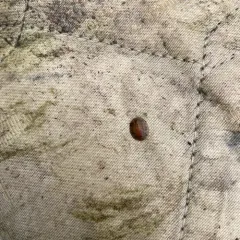 Herrick's Water Penny Beetle thumbnail 4