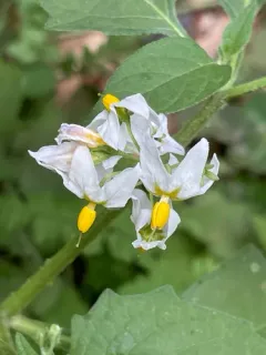 forked nightshade thumbnail 4