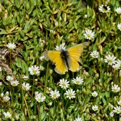 Hecla Sulphur thumbnail 4