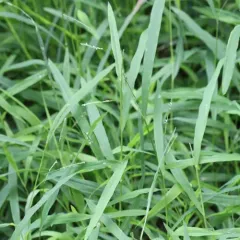 white grass thumbnail 3