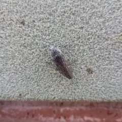 Spotted-belly Buprestid Beetle thumbnail 2