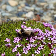 High Arctic Bumble Bee thumbnail 4