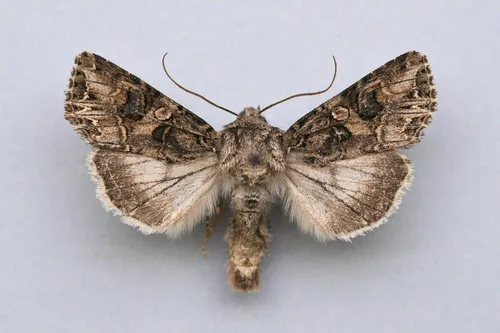 Anarta obesula