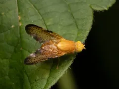 Icterica seriata thumbnail 3