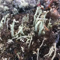 Greater Sulphur-cup Lichen thumbnail 4