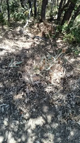 ashland thistle