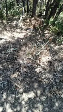 ashland thistle thumbnail 1