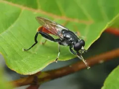 Eastern Orange-tailed Leafwalker thumbnail 1