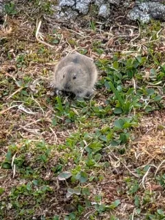 Northern Collared Lemming thumbnail 4