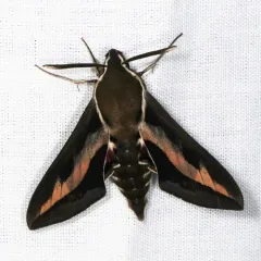 Bedstraw Hawkmoth thumbnail 2