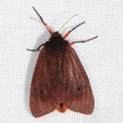 Ruby Tiger Moth thumbnail 2