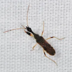 Long-necked Seed Bug thumbnail 4