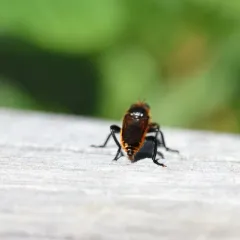 Laphria asackeni thumbnail 4