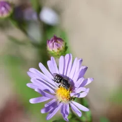 Variable Pebble Bee thumbnail 4