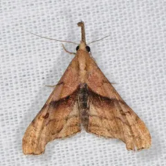 Dark-spotted Palthis Moth thumbnail 3