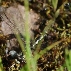 Black Petaltail thumbnail 3