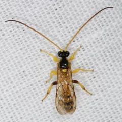 Colpotrochia crassipes thumbnail 4