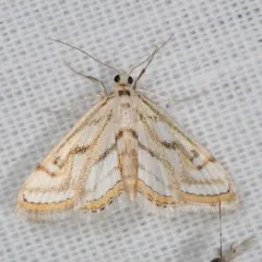 Chestnut-marked Pondweed Moth thumbnail 3