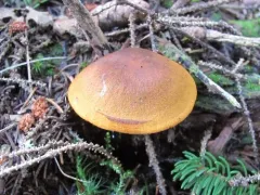 saffron-colored webcap thumbnail 3