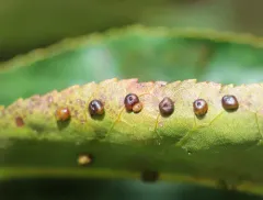 Hickory Placenta Gall Midge thumbnail 1