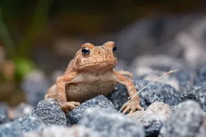 American Toad thumbnail 3