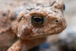 American Toad thumbnail 4