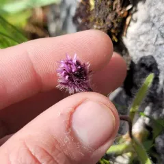 Low Fleabane thumbnail 4