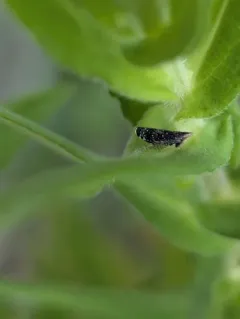 Yellow-faced Leafhopper thumbnail 4