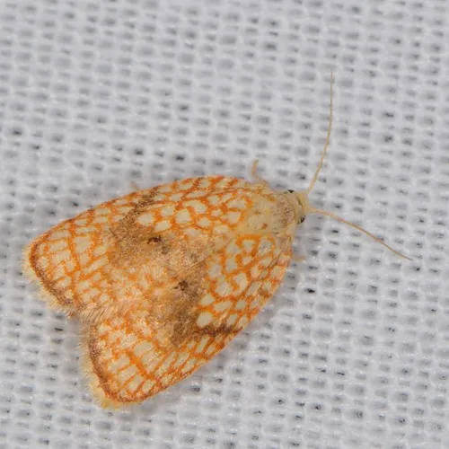 Maple Leaftier Moth