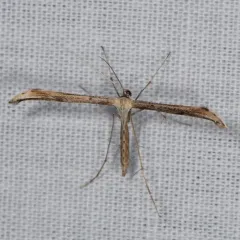 Morning-glory Plume Moth thumbnail 2