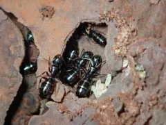 Walnut Carpenter Ant thumbnail 4