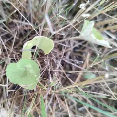 northern bog violet thumbnail 4