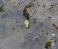 Pseudobourletiella spinata thumbnail 1