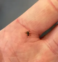 Western American Deer Ked thumbnail 4