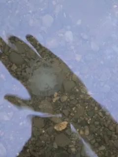 Bay Nettle thumbnail 4