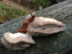 Greyling Bracket thumbnail 1