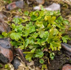 Dwarf Buttercup thumbnail 4