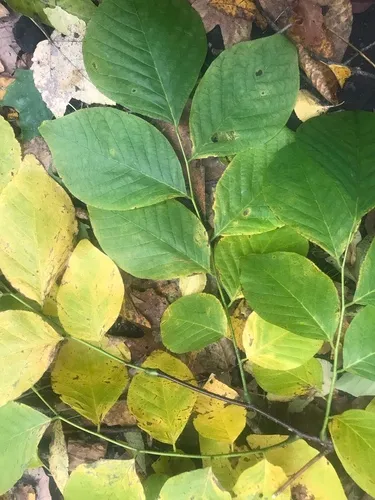 Kentucky yellowwood