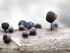 Lamproderma splendidissimum thumbnail 3