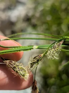Alaska Large Awn Sedge thumbnail 4