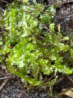 Large Greasewort thumbnail 2