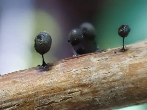 Lamproderma ovoideoechinulatum