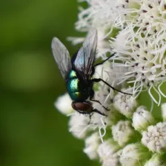 Marsh Greenbottle Fly thumbnail 2