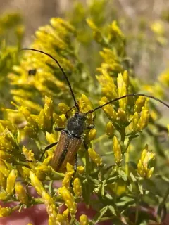 Crossidius hirtipes thumbnail 3
